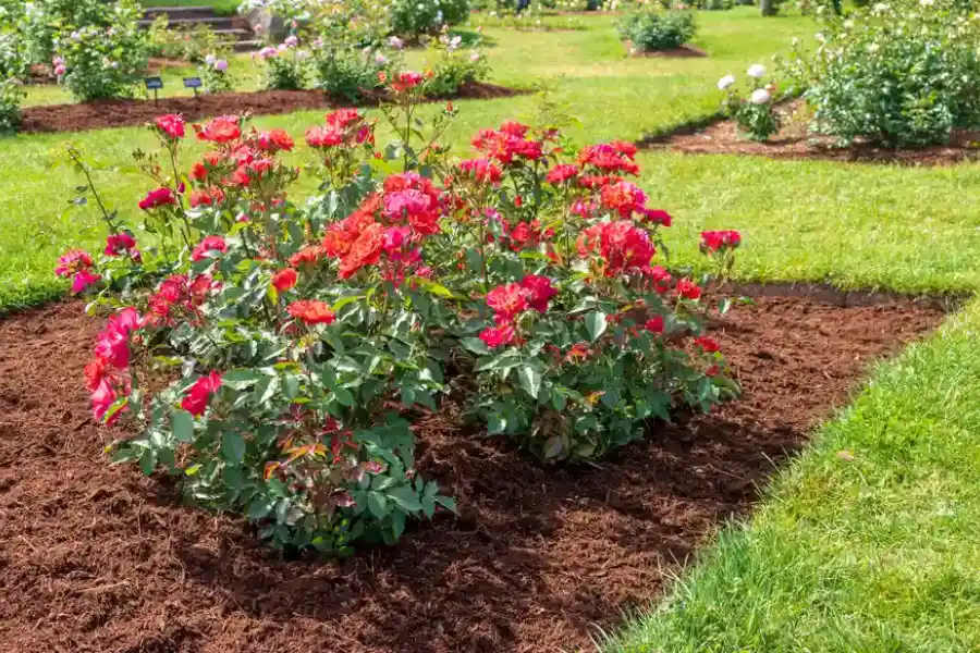 Comparing Organic And Inorganic Mulch In Landscaping in Bremerton, WA