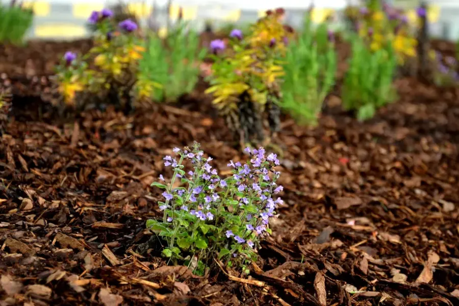 Seasonal Timing Tips For Effective Landscape Mulching Bremerton, WA