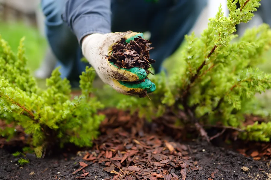Seasonal Timing Tips For Effective Landscape Mulching in Bremerton, WA