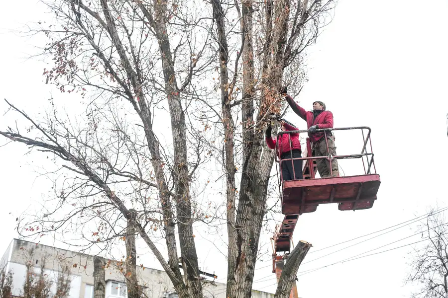 The Role Of Tree Trimming In Managing Tree Diseases in Bremerton, WA